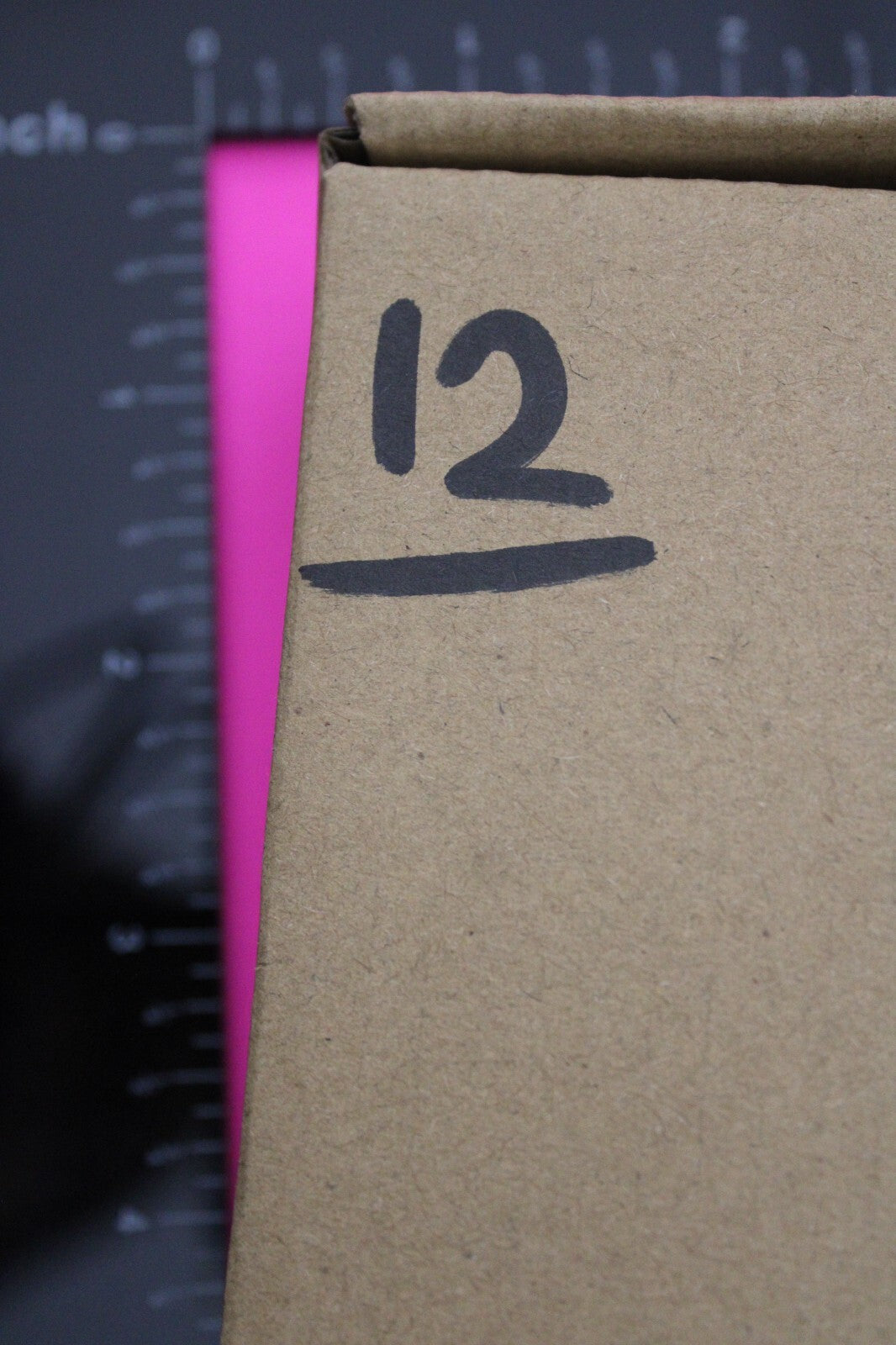 Authentic Trilobite Fossil 450 Million Years Old Genuine Dinosaur Girl COA 12