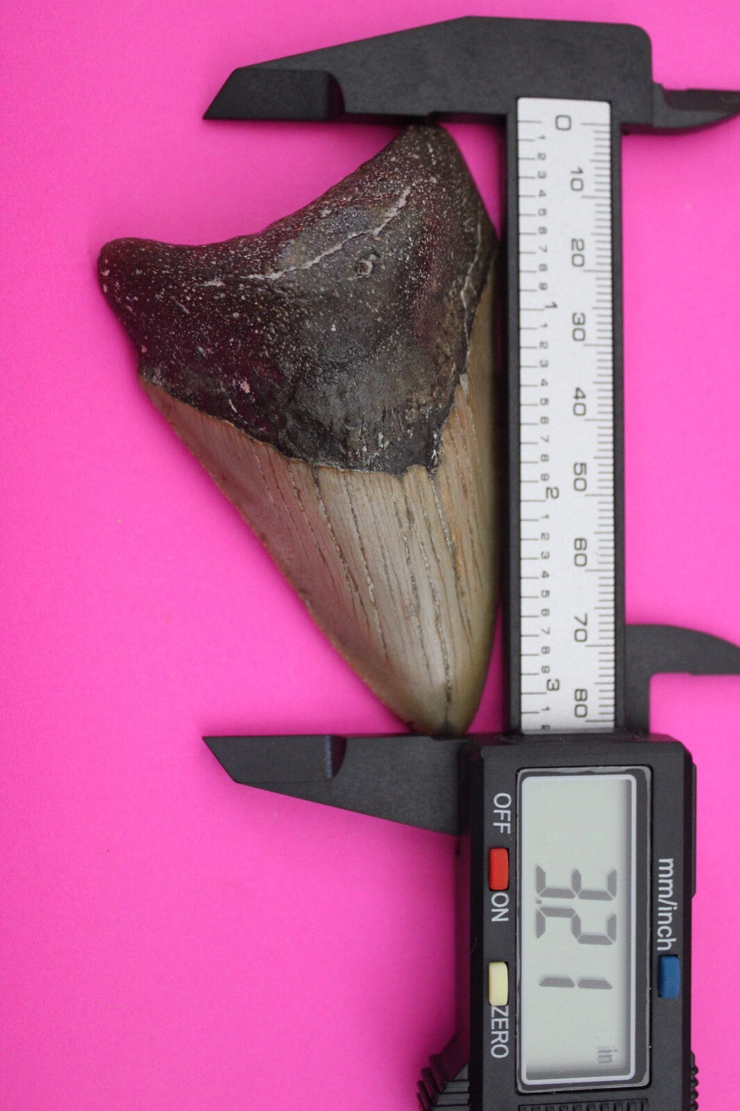 Authentic Megalodon Shark Tooth 3.21 Inch 69 Grams Fossil Dinosaur Girl COA M41