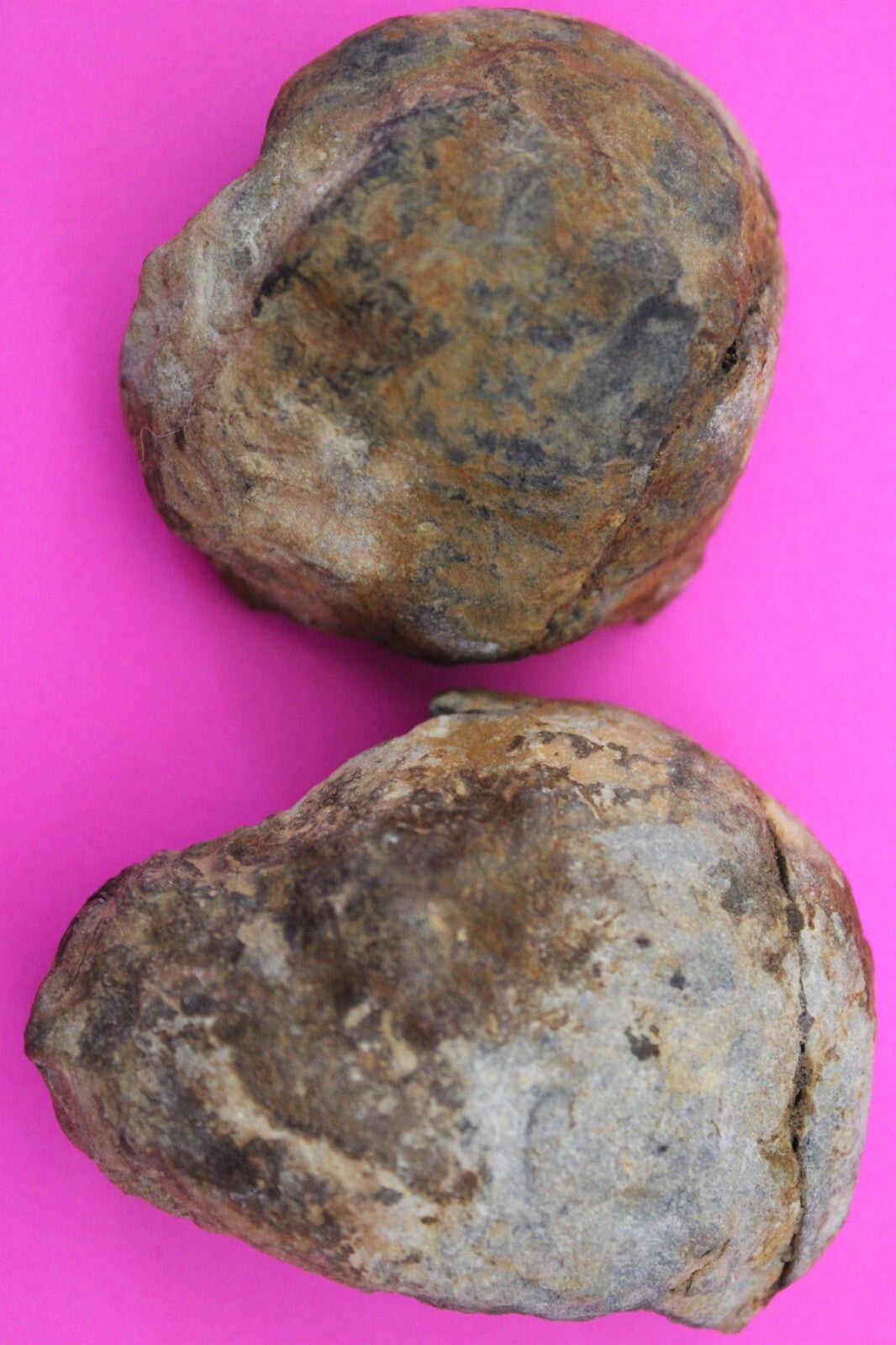 Authentic Trilobite Geode Real Fossil 450 Million Years Old Dinosaur Girl COA 02