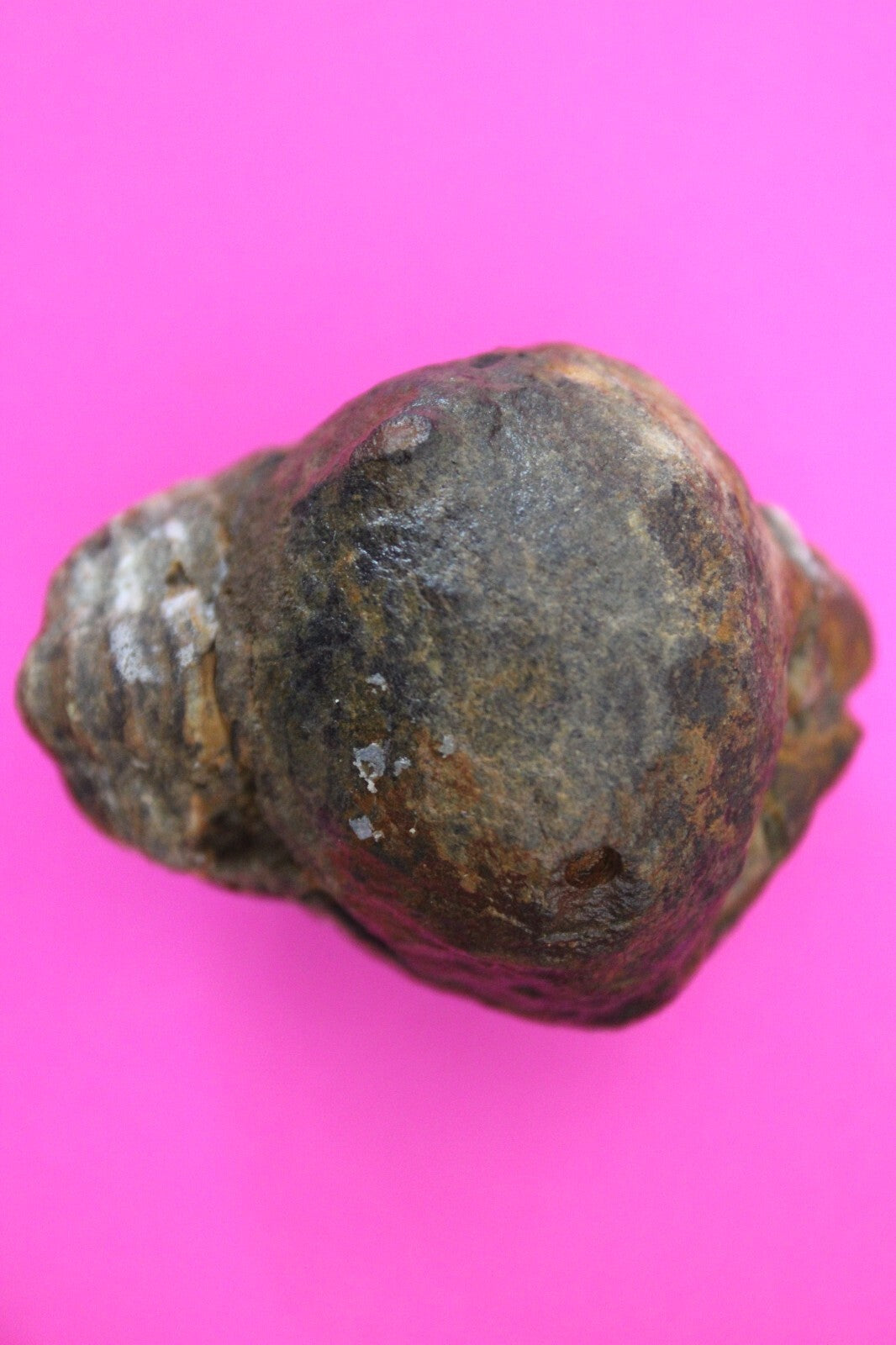 Authentic Trilobite Geode Real Fossil 450 Million Years Old Dinosaur Girl COA 19