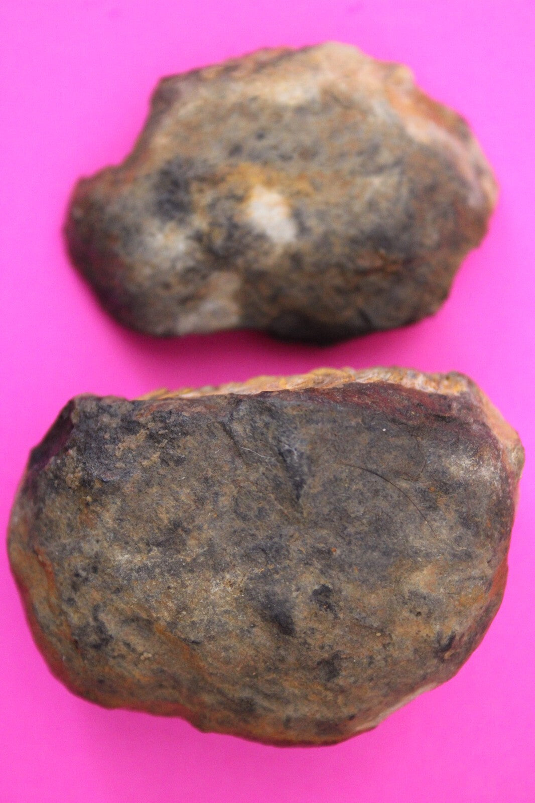 Authentic Trilobite Geode Real Fossil 450 Million Years Old Dinosaur Girl COA 18