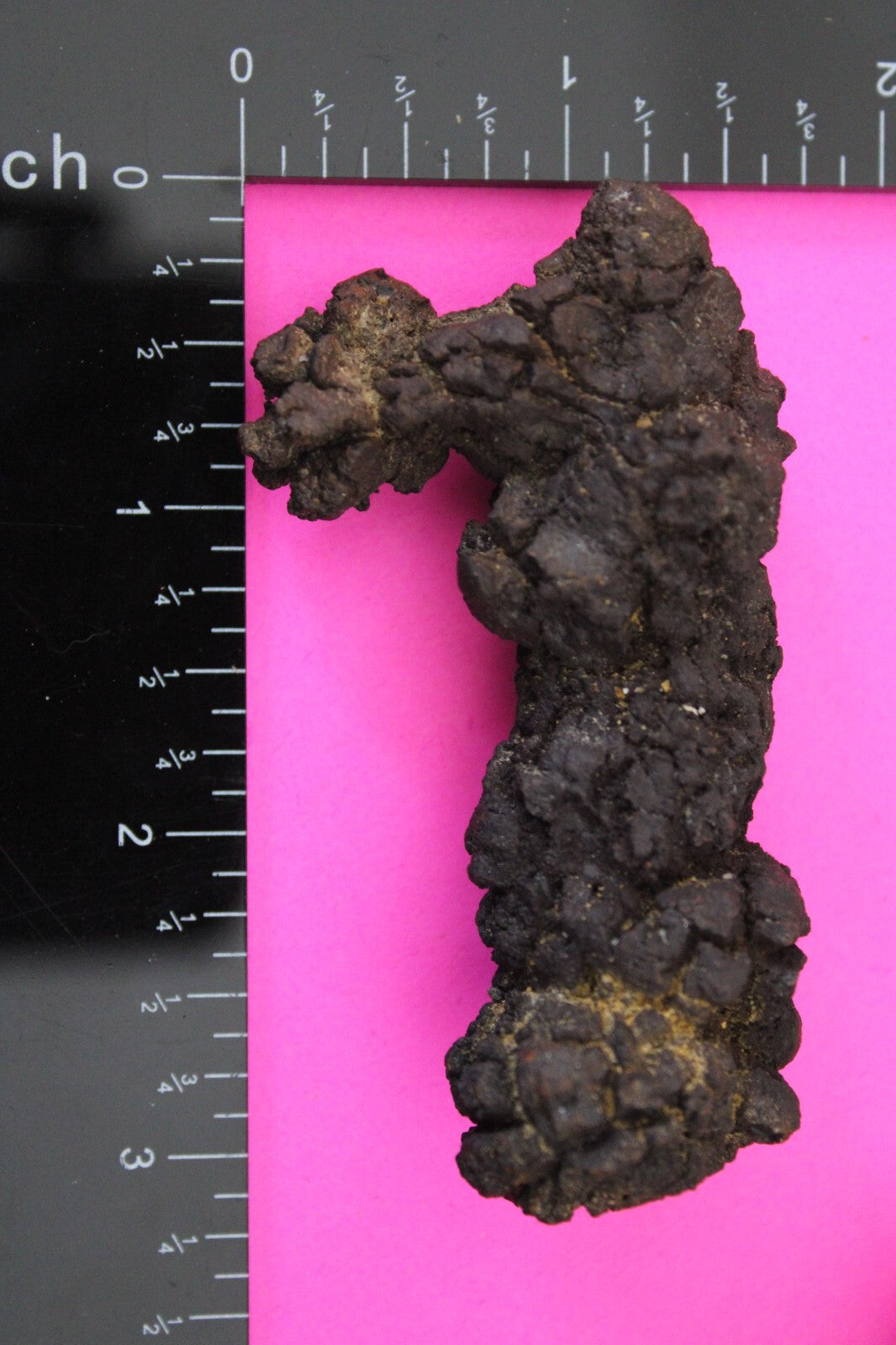 Giant Lizard Poop 5 Million Years Old Genuine Real Fossil Dinosaur Girl COA S59