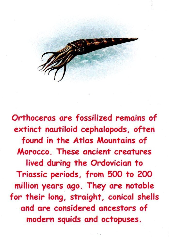 Authentic Orthoceros Necklace Fossil 500 Million Years Old Dinosaur Girl COA 73