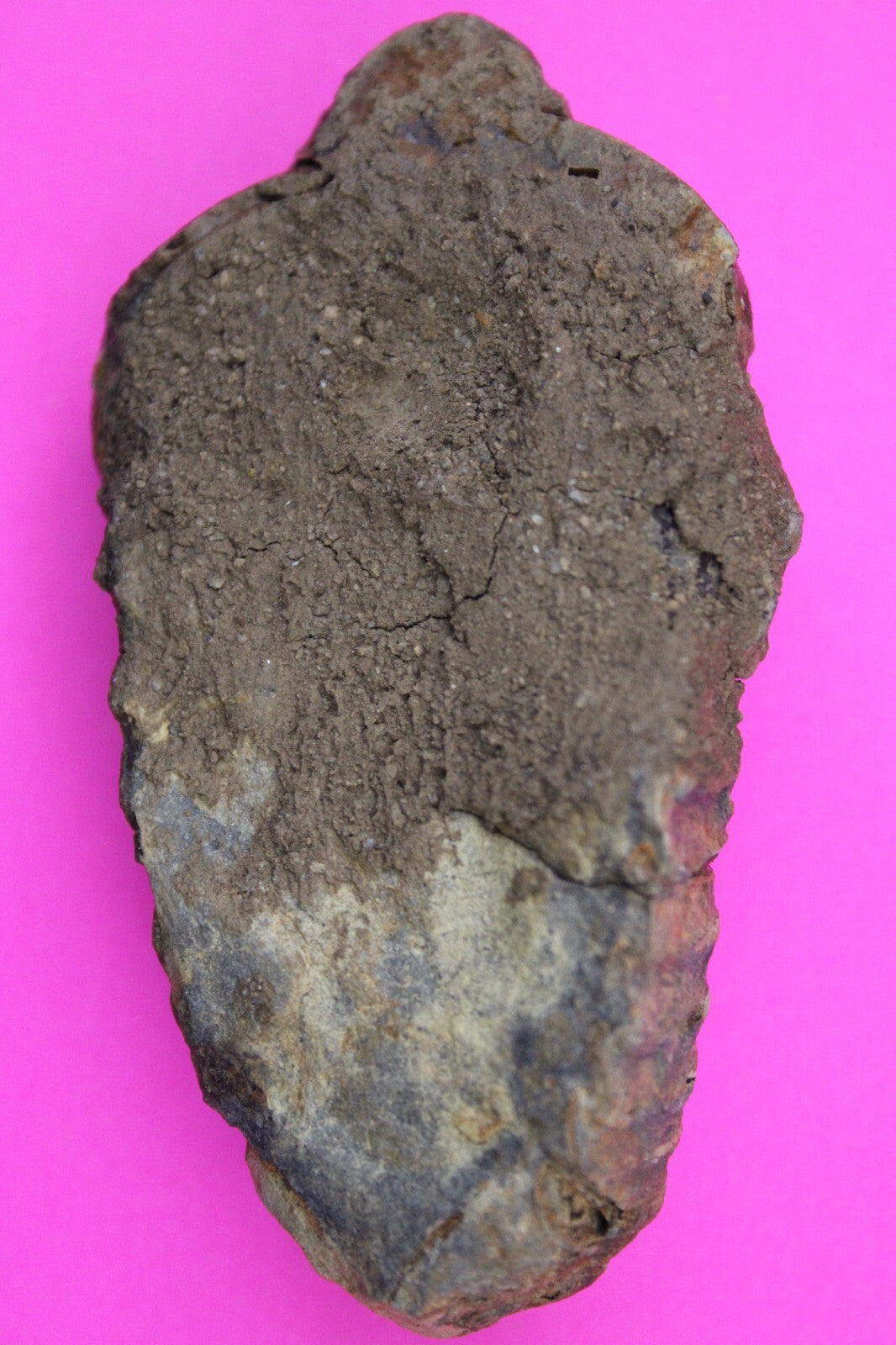 Authentic Trilobite Fossil 450 Million Years Old Genuine Dinosaur Girl COA 59