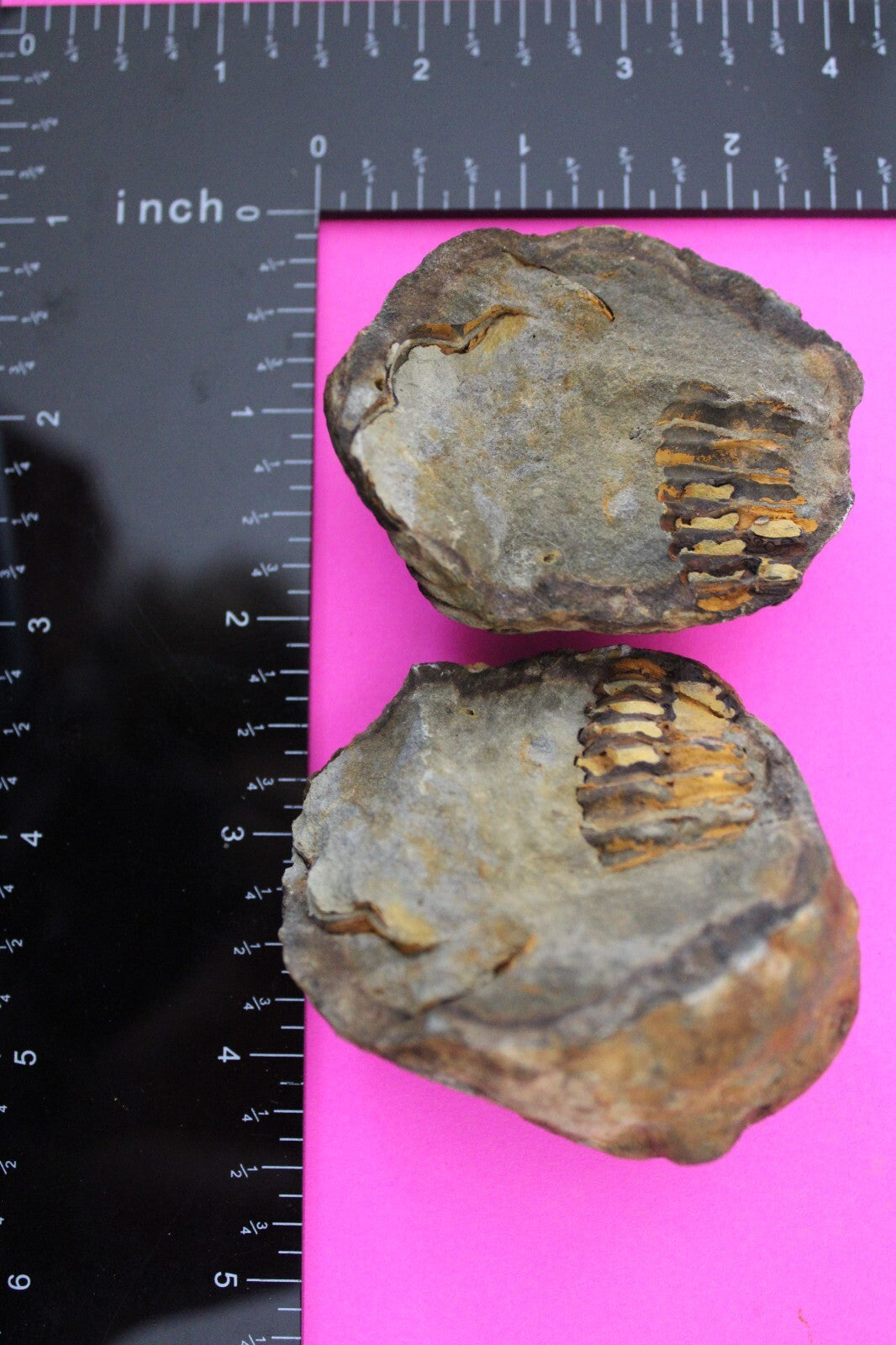 Authentic Trilobite Geode Real Fossil 450 Million Years Old Dinosaur Girl COA 25