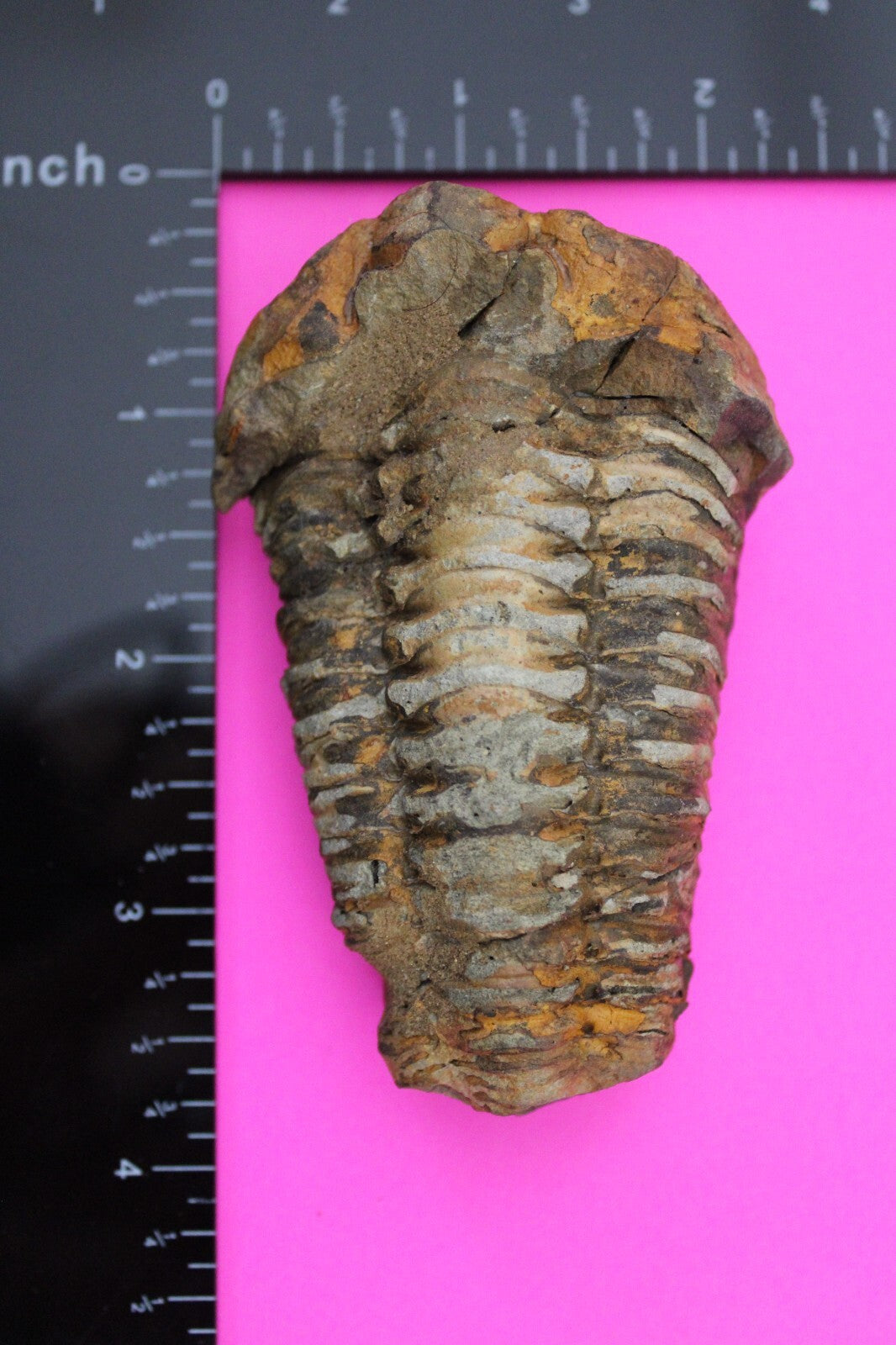 Authentic Trilobite Fossil 450 Million Years Old Genuine Dinosaur Girl COA 20