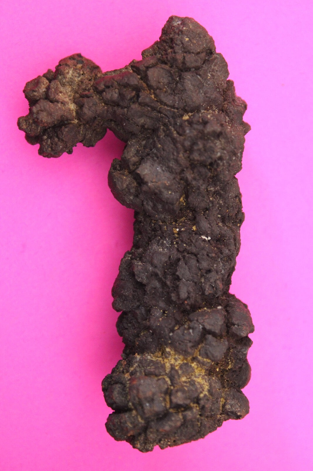 Giant Lizard Poop 5 Million Years Old Genuine Real Fossil Dinosaur Girl COA S59