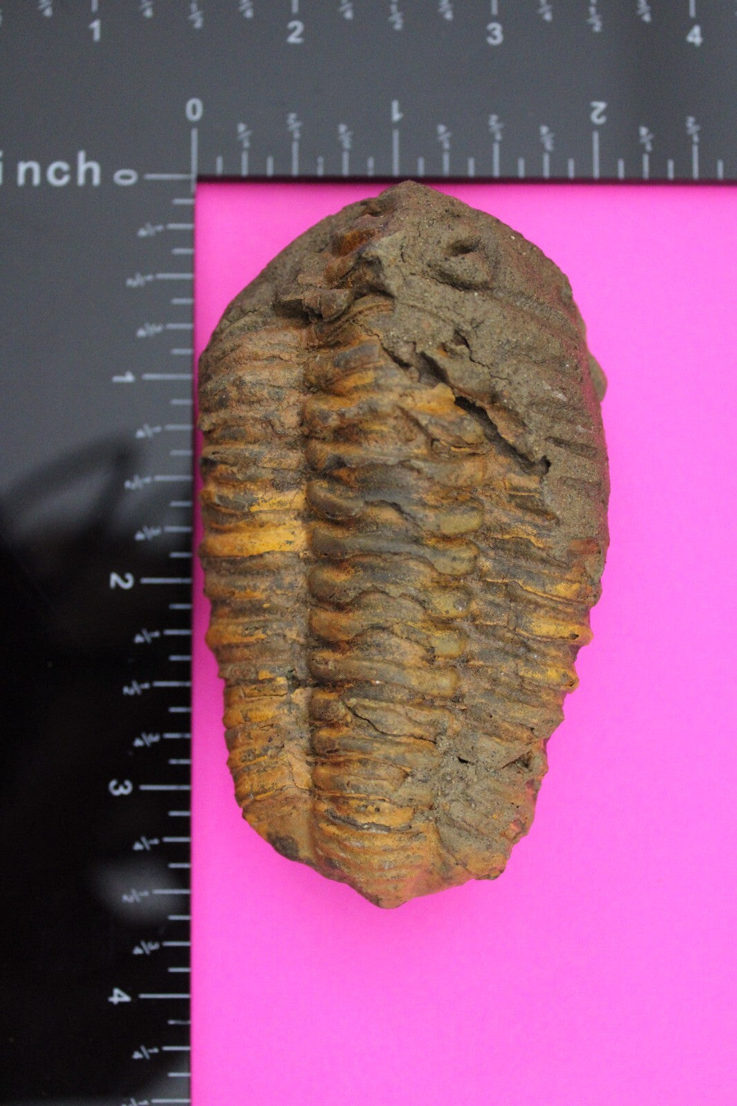 Authentic Trilobite Fossil 450 Million Years Old Genuine Dinosaur Girl COA 14