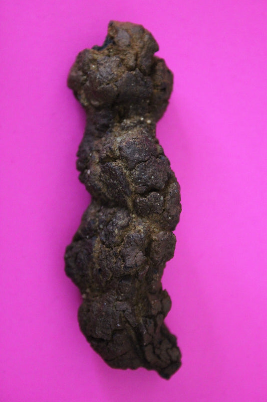 Giant Lizard Poop 5 Million Years Old Genuine Real Fossil Dinosaur Girl COA S36