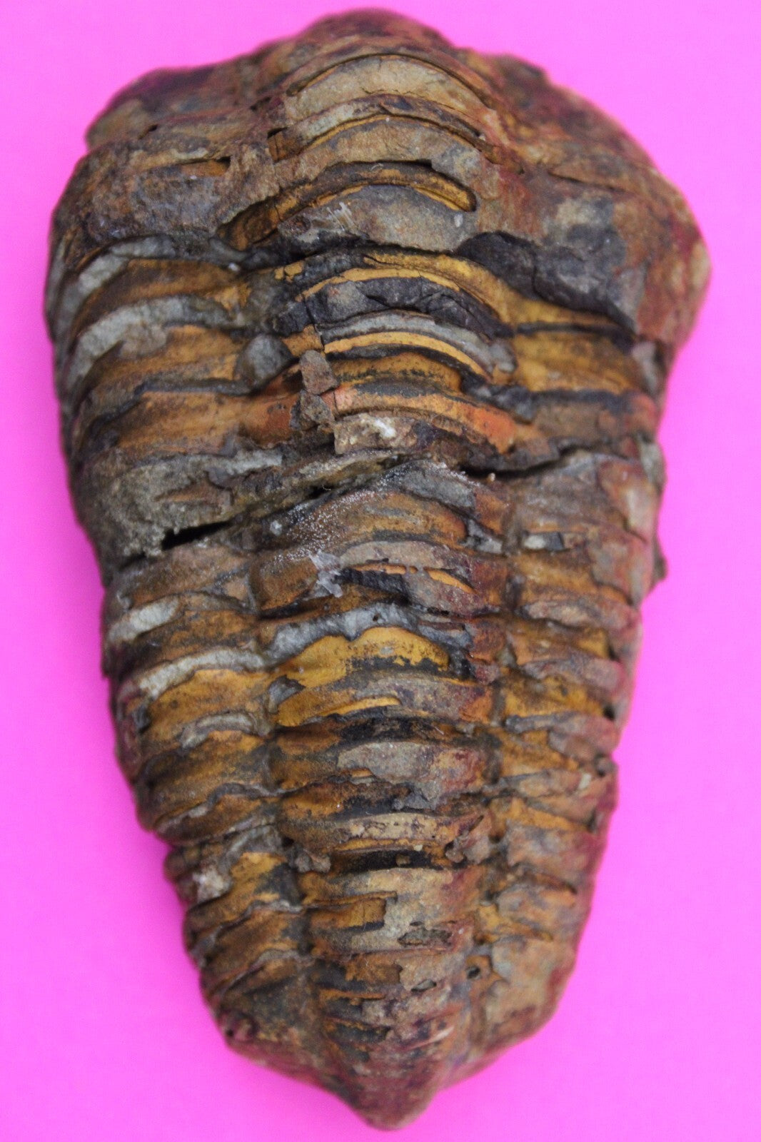 Authentic Trilobite Fossil 450 Million Years Old Genuine Dinosaur Girl COA 53