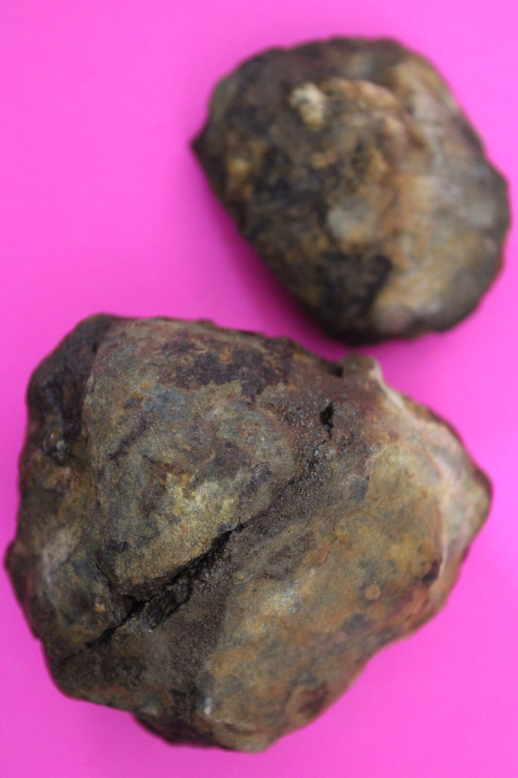 Authentic Trilobite Geode Real Fossil 450 Million Years Old Dinosaur Girl COA 14