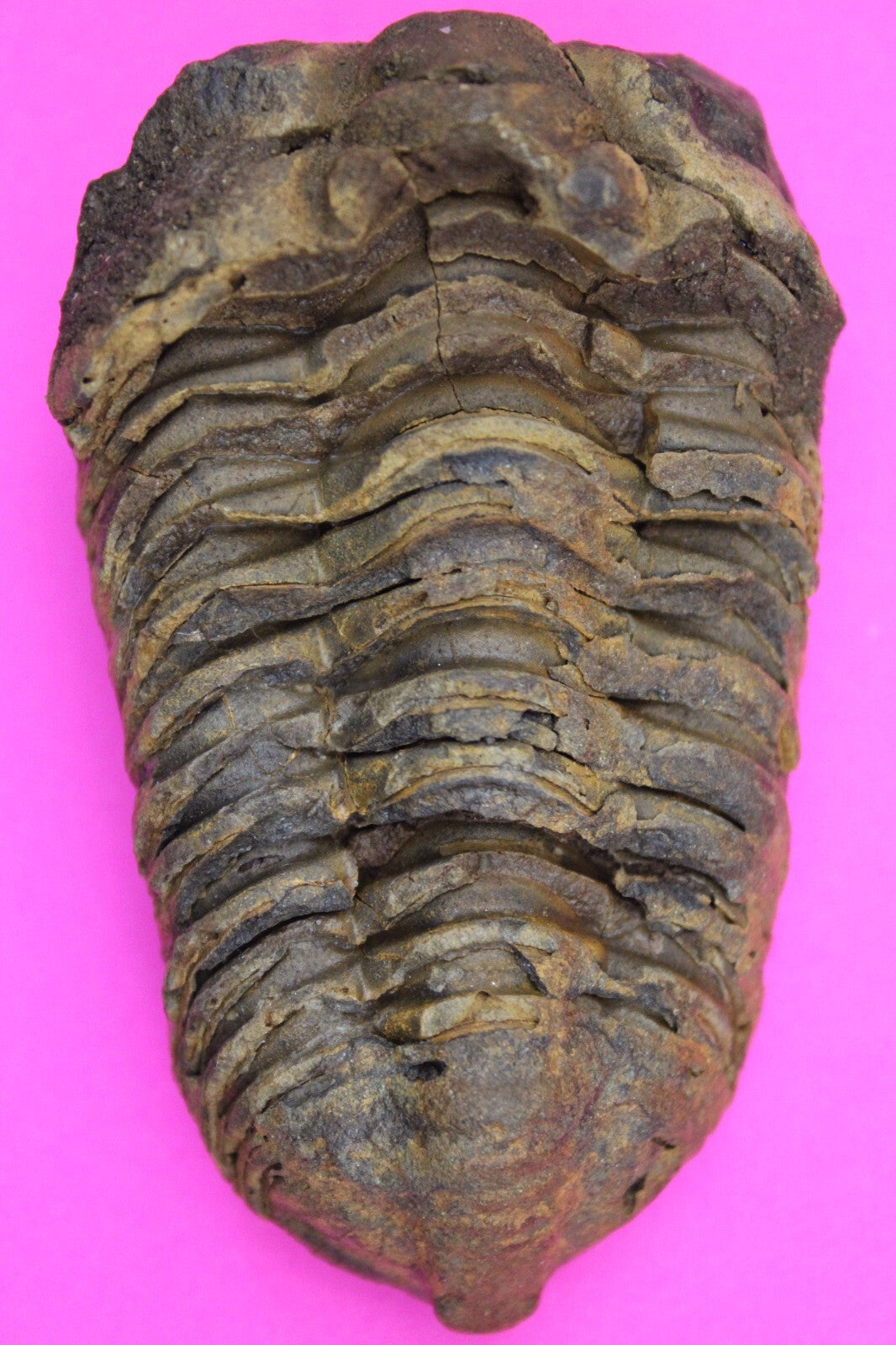 Authentic Trilobite Fossil 450 Million Years Old Genuine Dinosaur Girl COA 66