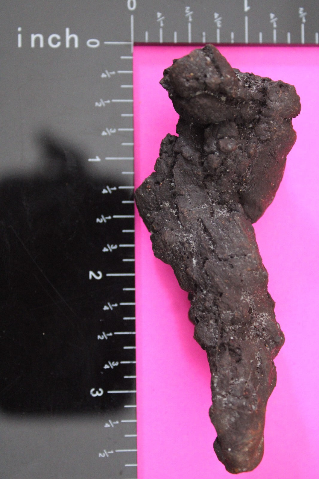 Giant Lizard Poop 5 Million Years Old Genuine Real Fossil Dinosaur Girl COA L13