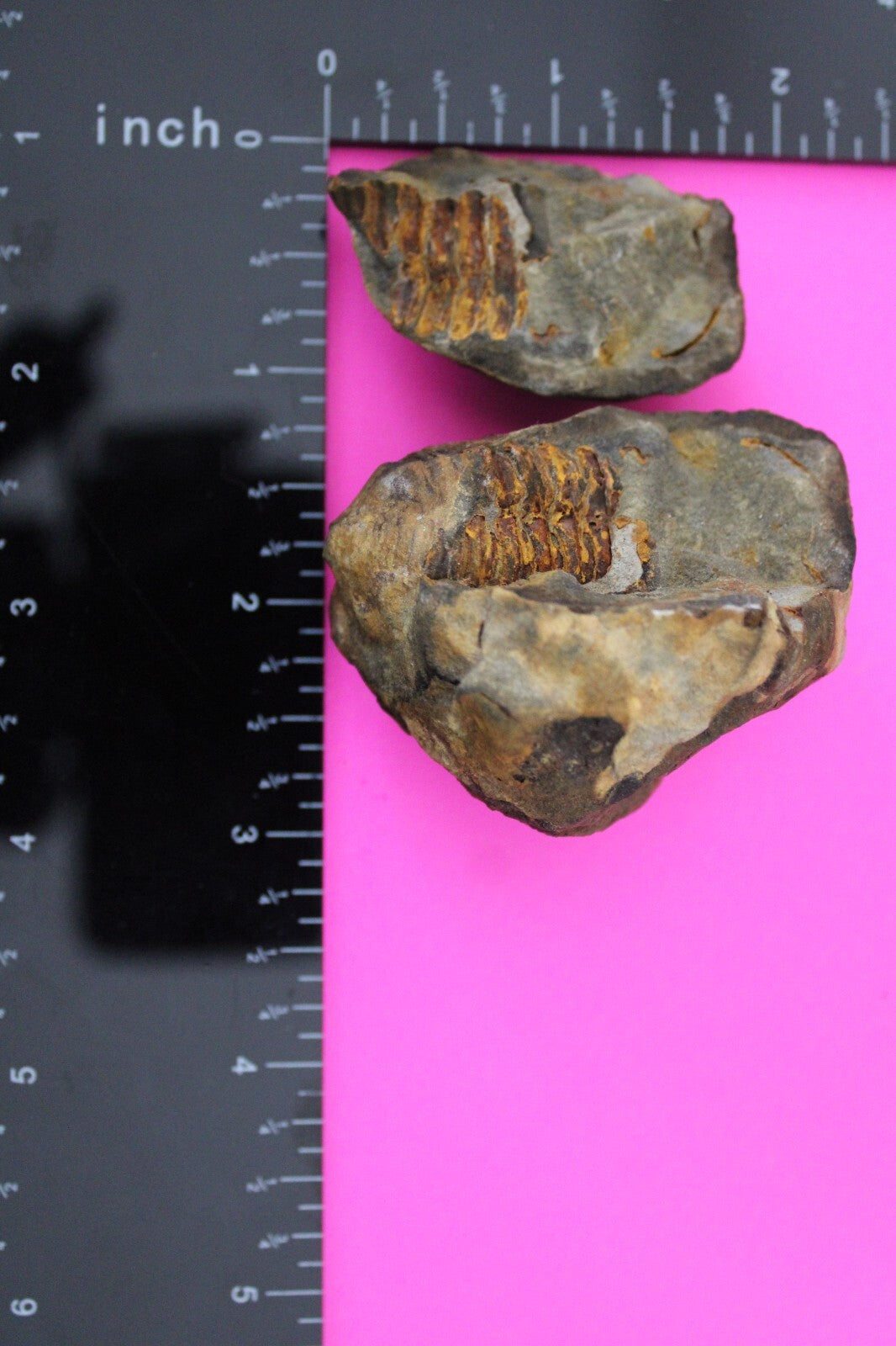 Authentic Trilobite Geode Real Fossil 450 Million Years Old Dinosaur Girl COA 08