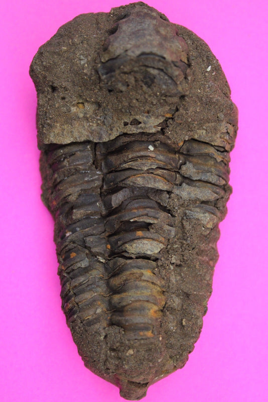 Authentic Trilobite Fossil 450 Million Years Old Genuine Dinosaur Girl COA 54