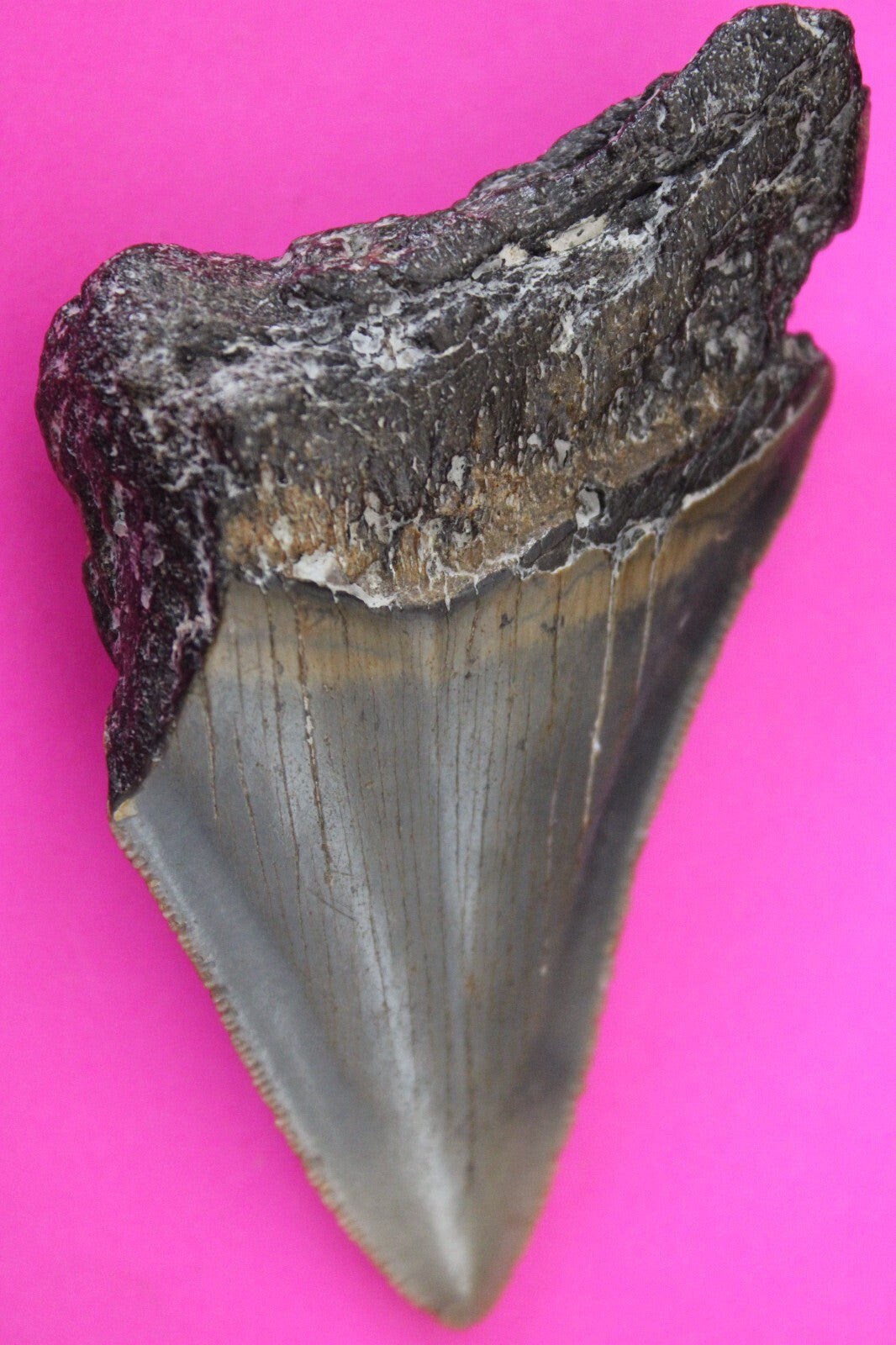 Authentic Megalodon Shark Tooth 3.29 Inches 66 Grams Fossil Dino Girl COA M18