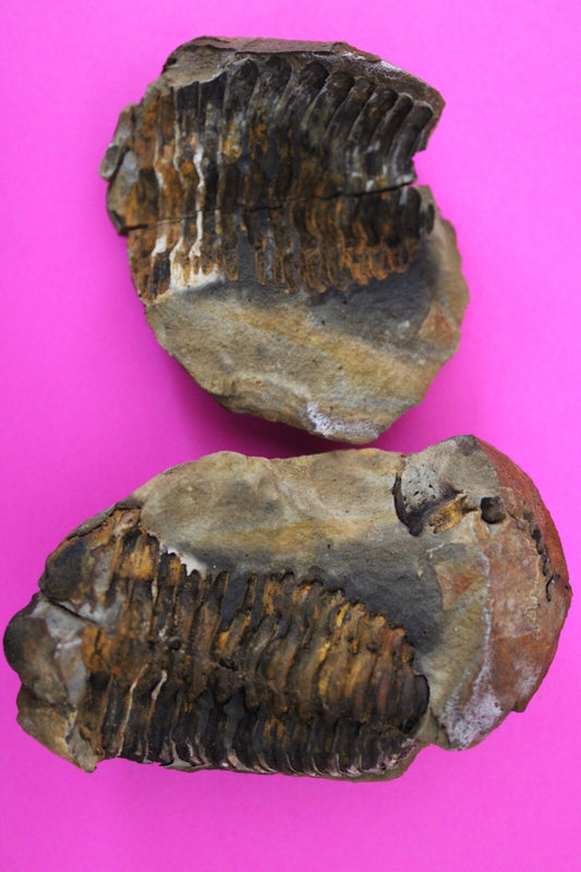 Authentic Trilobite Geode Real Fossil 450 Million Years Old Dinosaur Girl COA 23