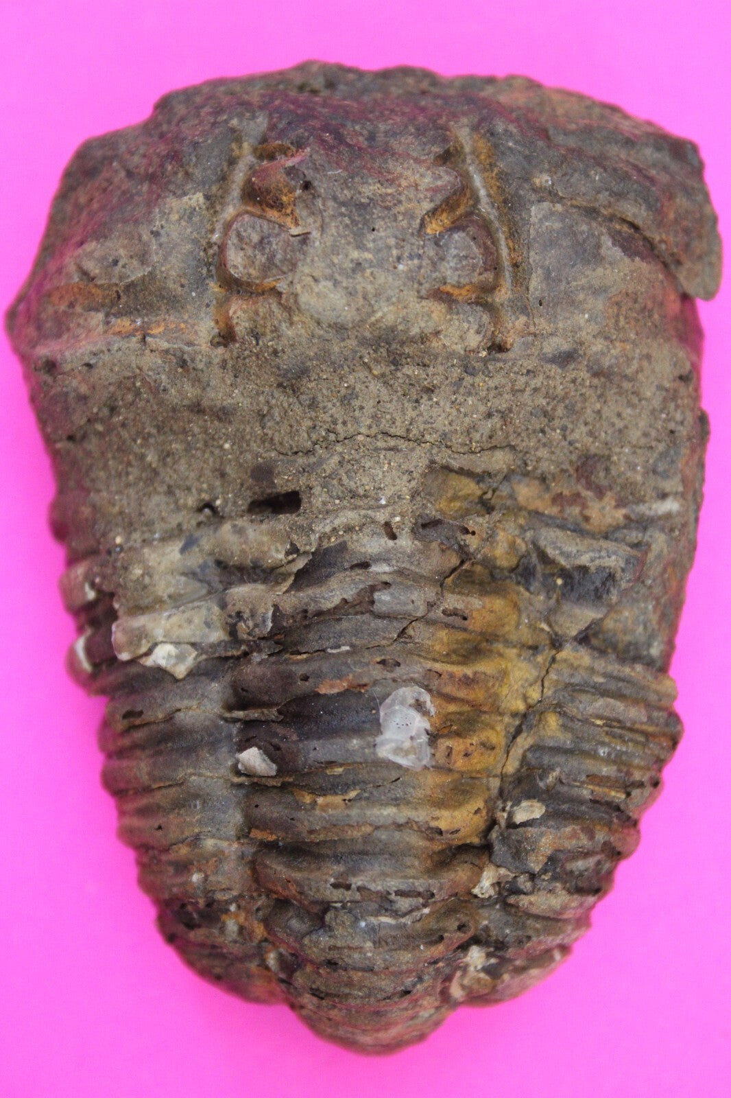 Authentic Trilobite Fossil 450 Million Years Old Genuine Dinosaur Girl COA 85