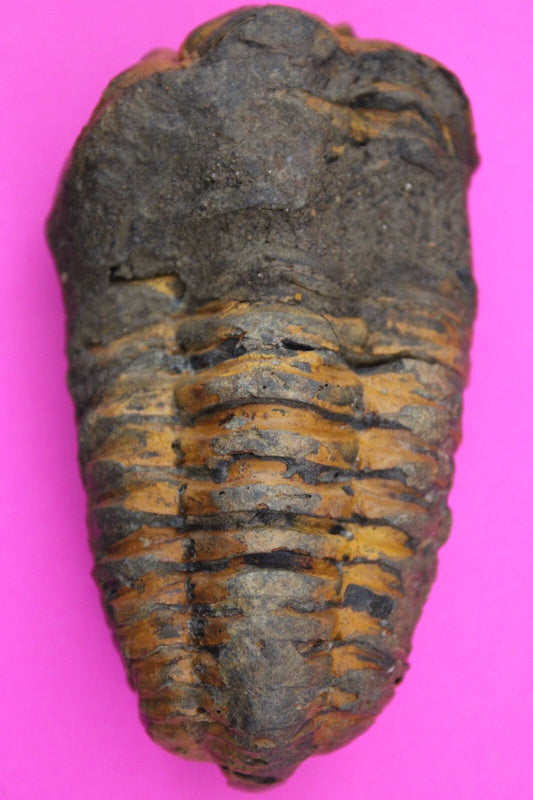 Authentic Trilobite Fossil 450 Million Years Old Genuine Dinosaur Girl COA 31