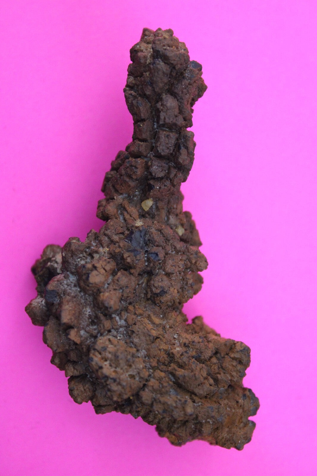 Giant Lizard Poop 5 Million Years Old Genuine Real Fossil Dinosaur Girl COA S53