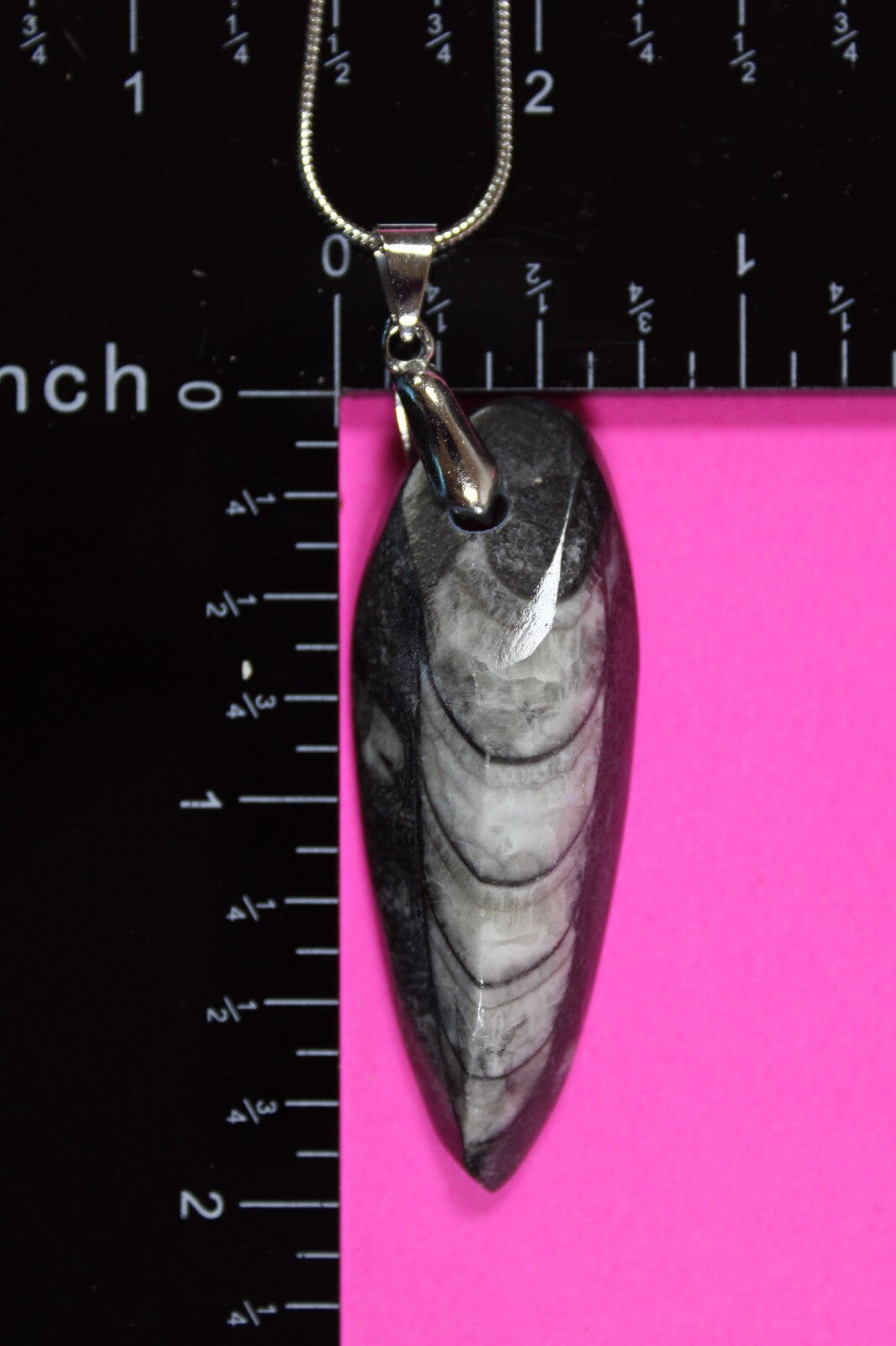 Authentic Orthoceros Necklace Fossil 500 Million Years Old Dinosaur Girl COA 08