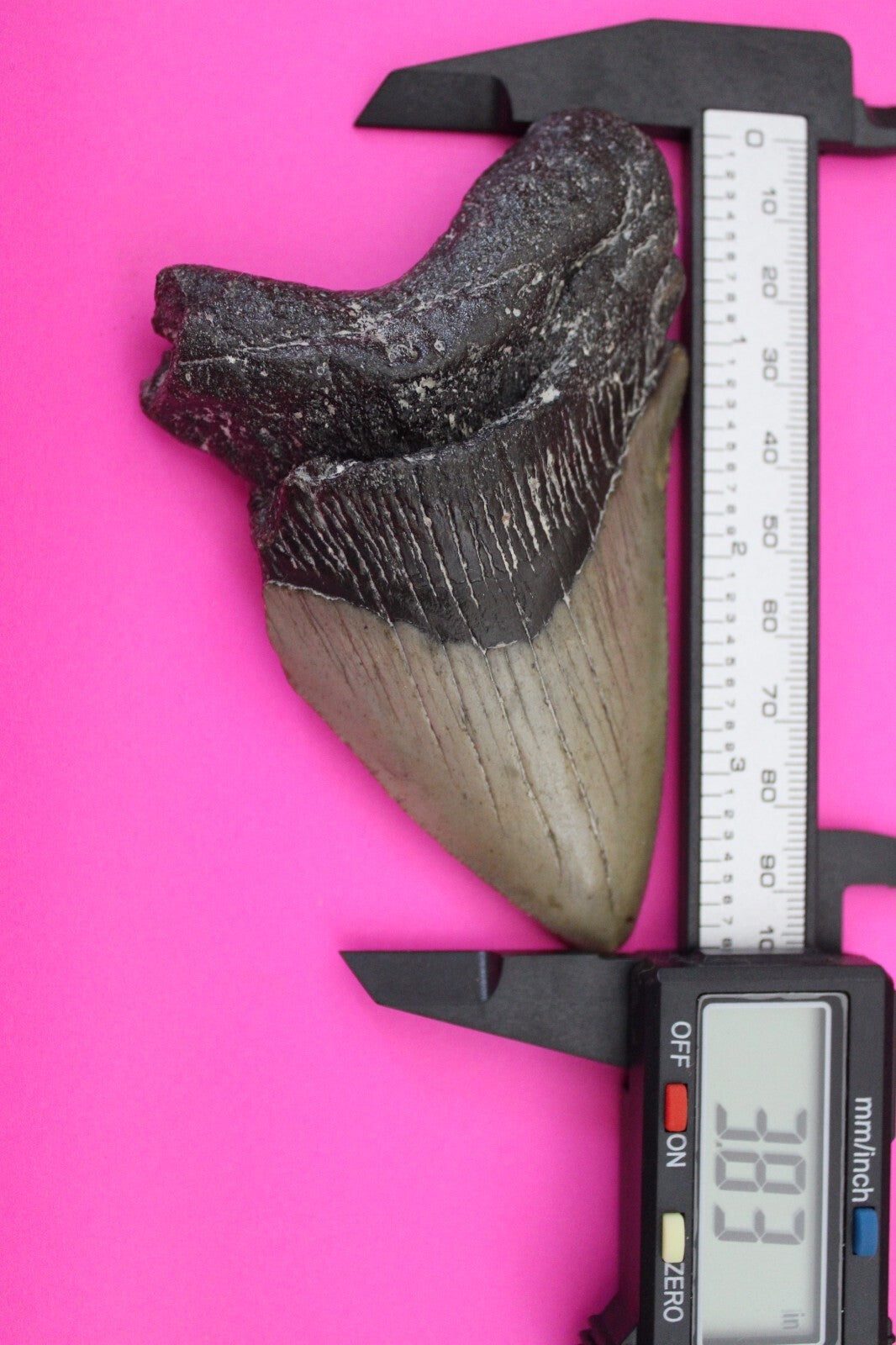 Authentic Megadolon Shark Tooth 3.83 Inch 111 Grams Fossil Dinosaur Girl COA M49