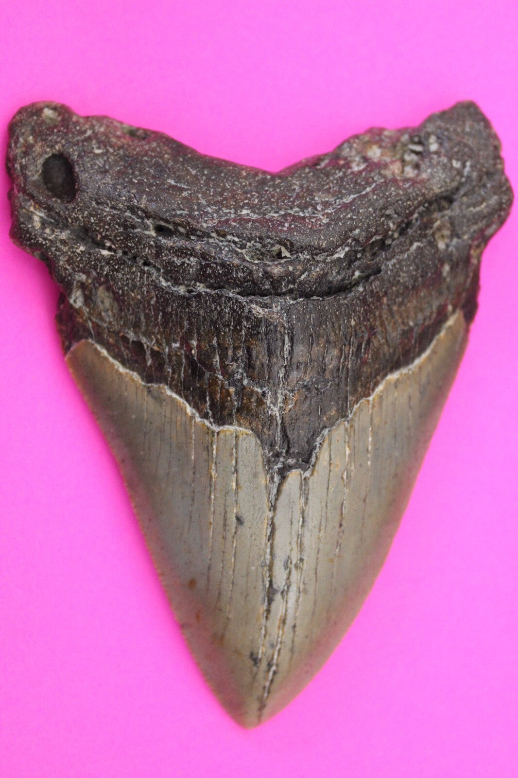 Authentic Megadolon Shark Tooth 4.03 Inch 122 Grams Fossil Dinosaur Girl COA M50