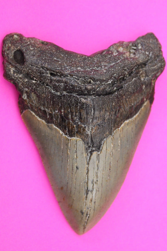 Authentic Megadolon Shark Tooth 4.03 Inch 122 Grams Fossil Dinosaur Girl COA M50