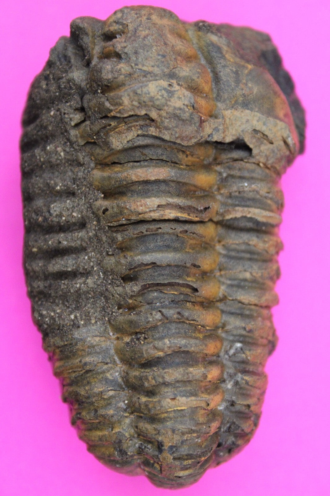 Authentic Trilobite Fossil 450 Million Years Old Genuine Dinosaur Girl COA 28