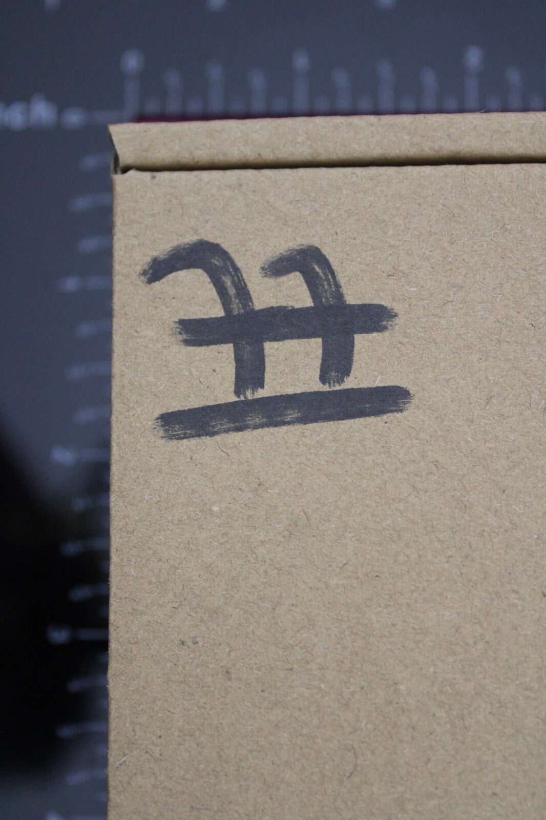 Authentic Trilobite Fossil 450 Million Years Old Genuine Dinosaur Girl COA 77