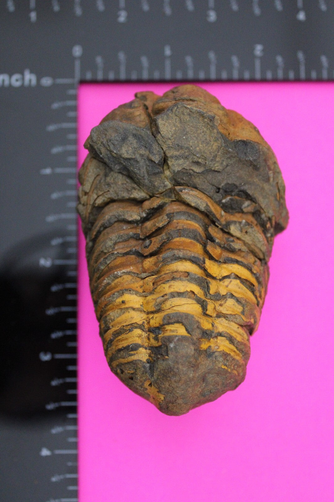 Authentic Trilobite Fossil 450 Million Years Old Genuine Dinosaur Girl COA 30