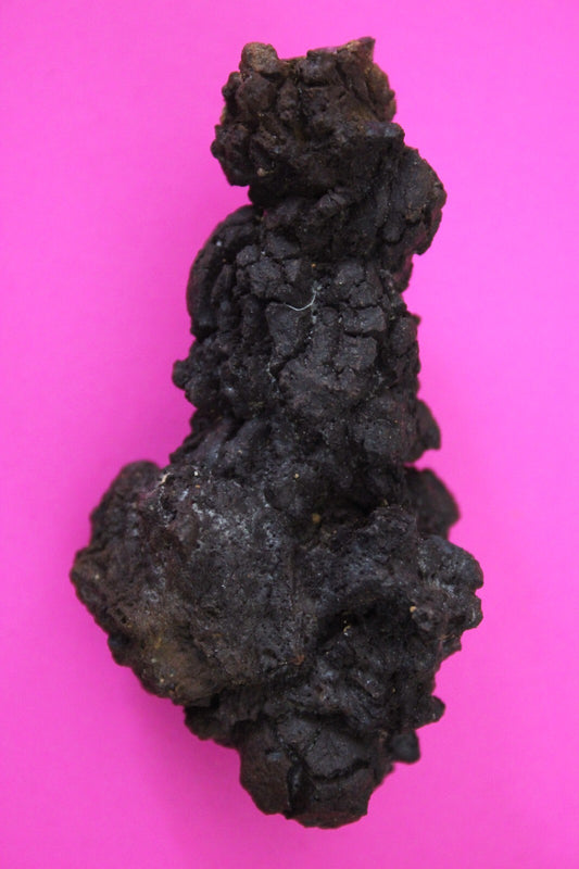 Giant Lizard Poop 5 Million Years Old Genuine Real Fossil Dinosaur Girl COA S19