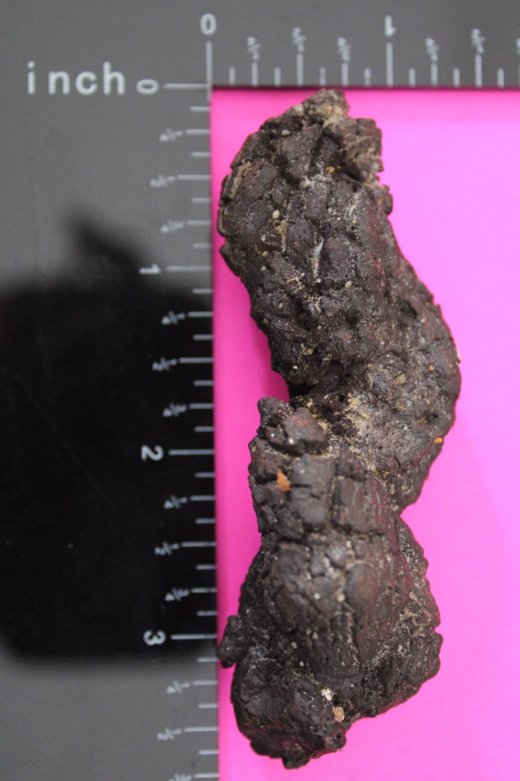 Giant Lizard Poop 5 Million Years Old Genuine Real Fossil Dinosaur Girl COA L08