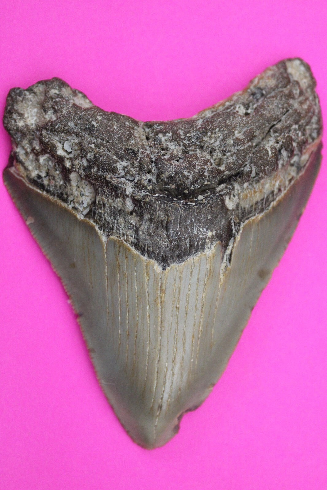 Authentic Megadolon Shark Tooth 3.84 Inch 91 Grams Fossil Dinosaur Girl COA M08