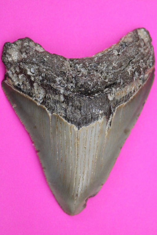 Authentic Megadolon Shark Tooth 3.84 Inch 91 Grams Fossil Dinosaur Girl COA M08