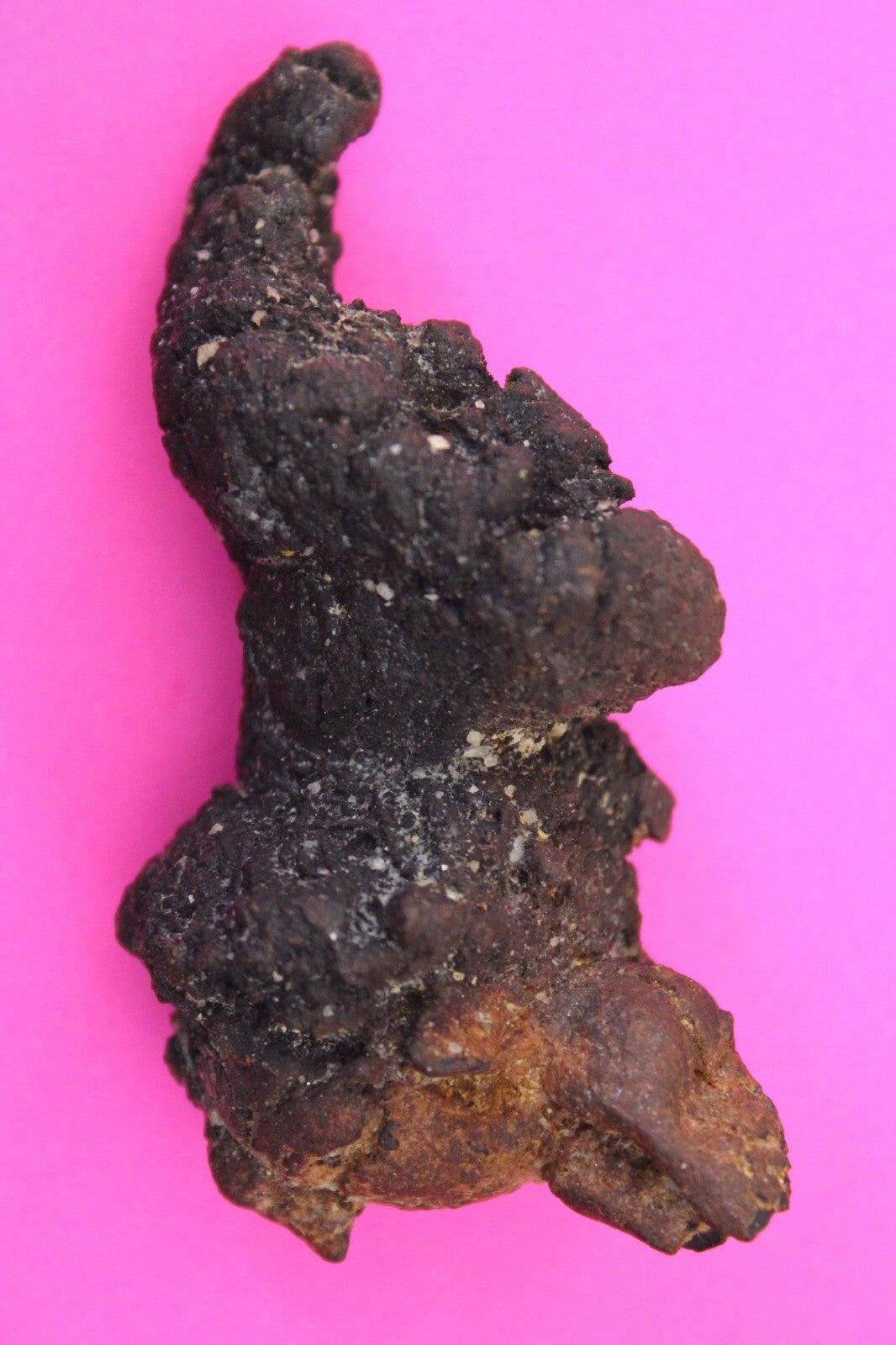Giant Lizard Poop 5 Million Years Old Genuine Real Fossil Dinosaur Girl COA S54