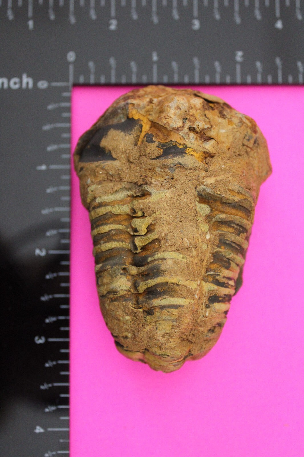 Authentic Trilobite Fossil 450 Million Years Old Genuine Dinosaur Girl COA 32