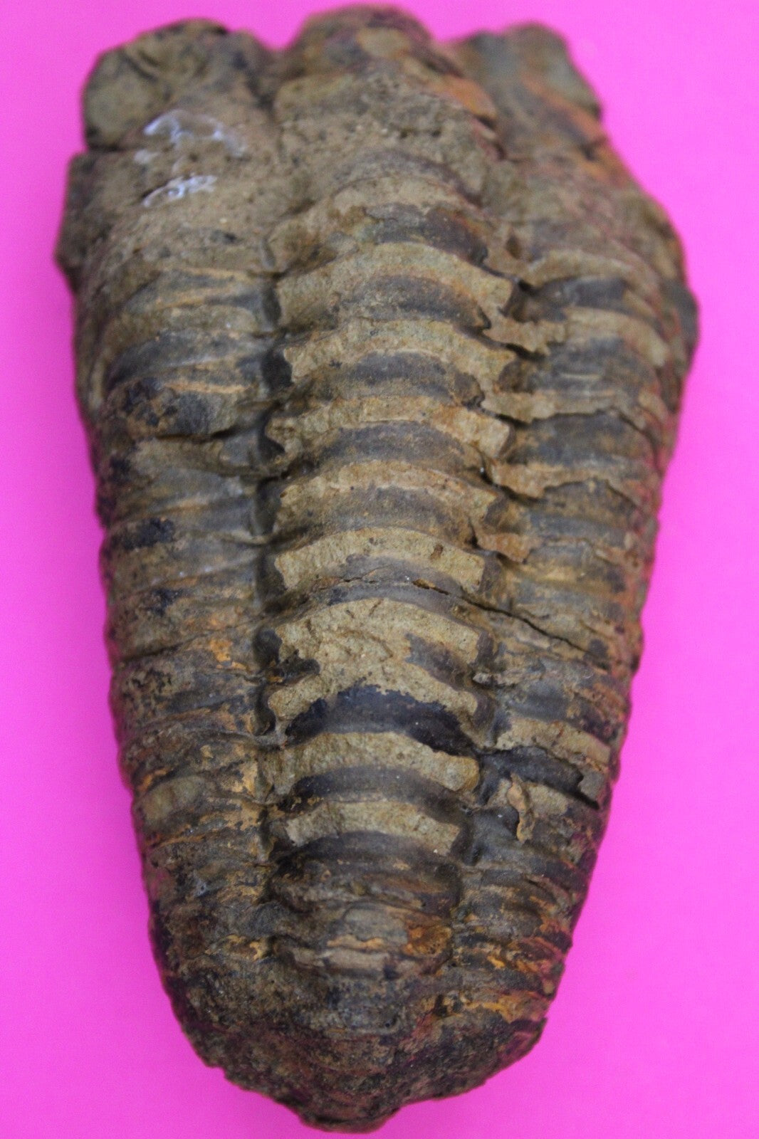 Authentic Trilobite Fossil 450 Million Years Old Genuine Dinosaur Girl COA 48