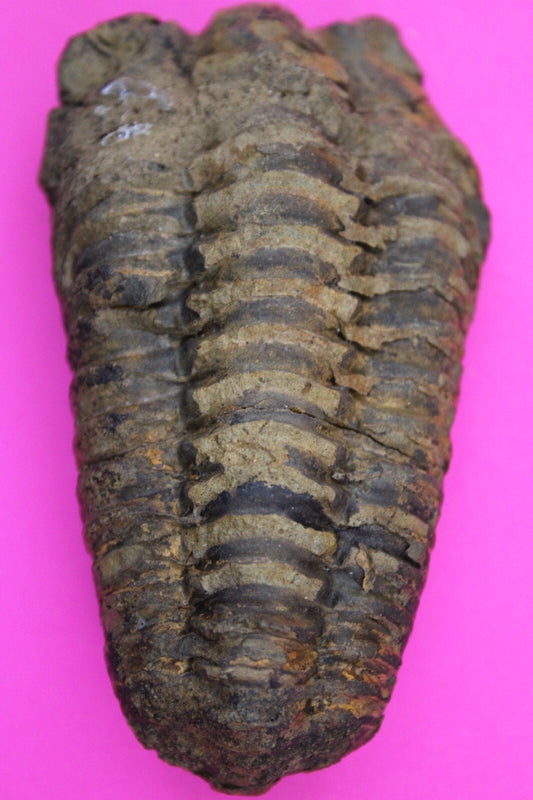 Authentic Trilobite Fossil 450 Million Years Old Genuine Dinosaur Girl COA 48