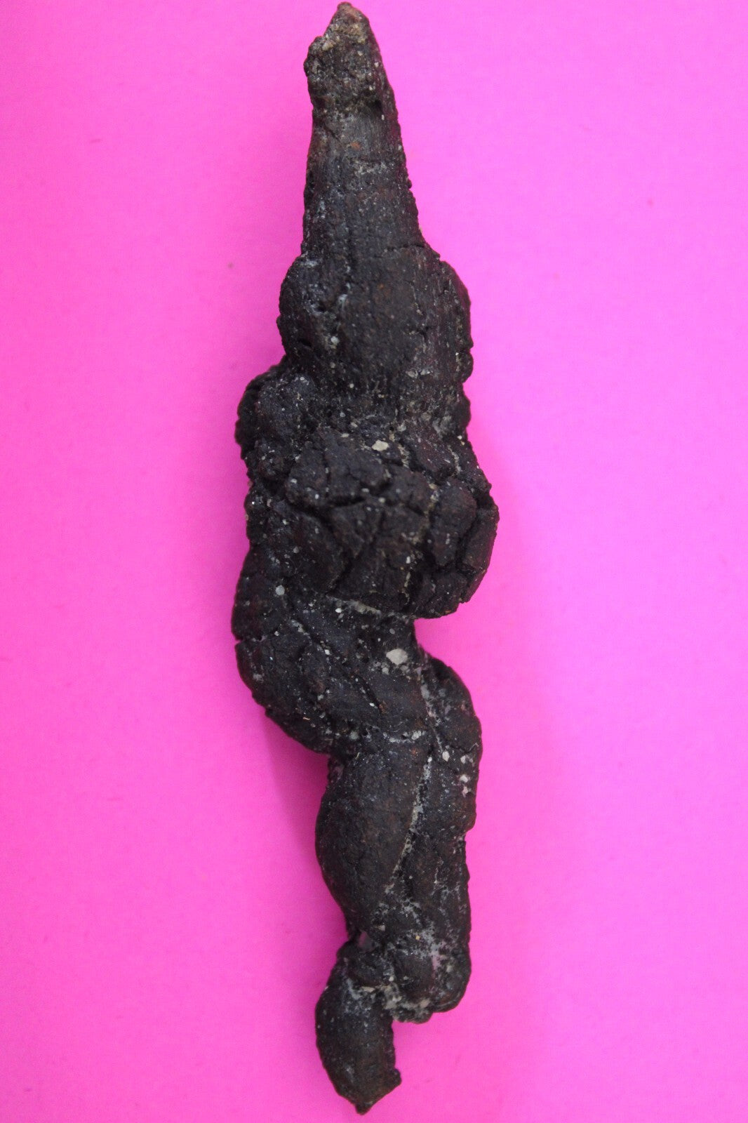 Giant Lizard Poop 5 Million Years Old Genuine Real Fossil Dinosaur Girl COA L14