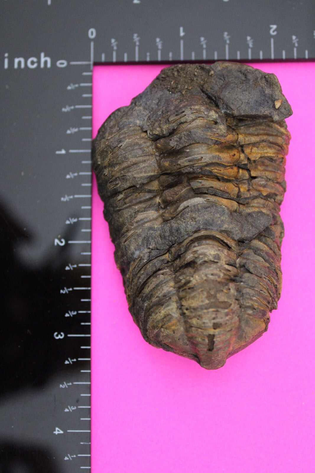 Authentic Trilobite Fossil 450 Million Years Old Genuine Dinosaur Girl COA 96