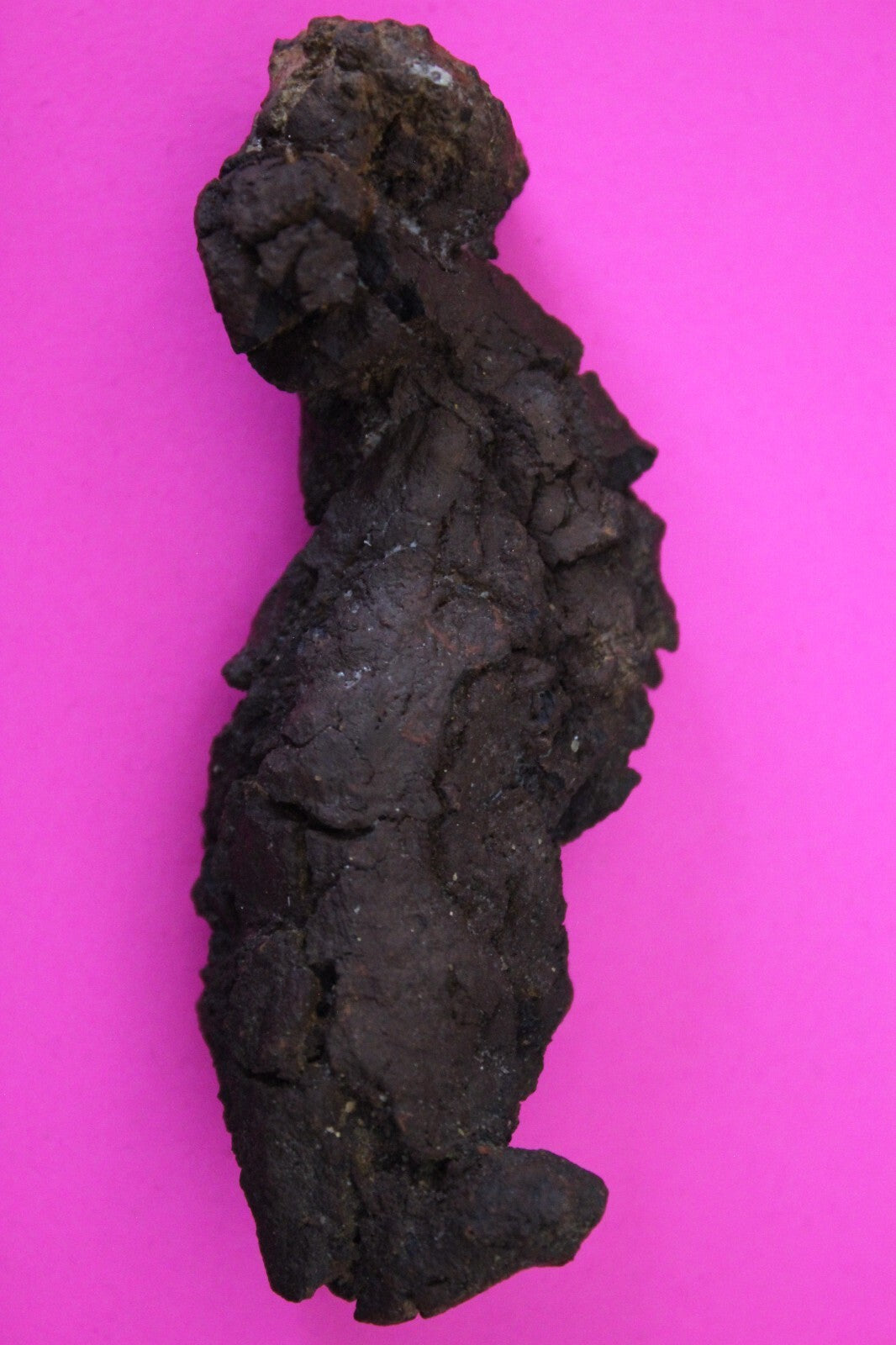 Giant Lizard Poop 5 Million Years Old Genuine Real Fossil Dinosaur Girl COA S33