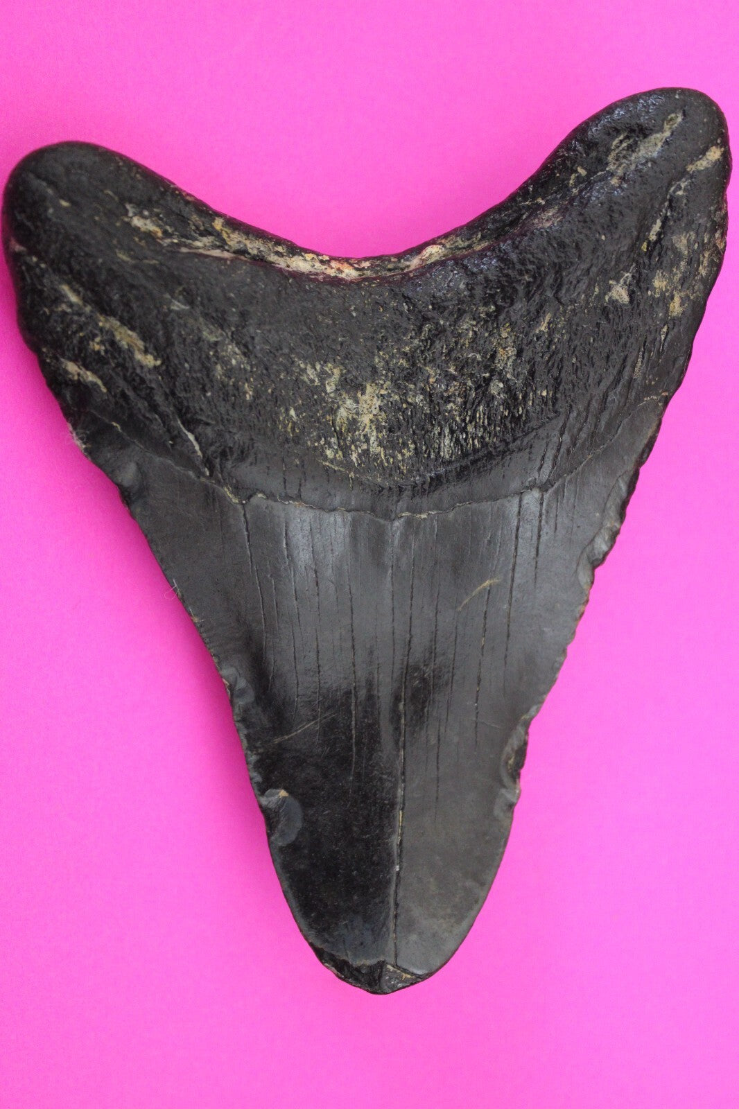Authentic Megadolon Shark Tooth 4.33 Inch 131 Grams Fossil Dinosaur Girl COA M40