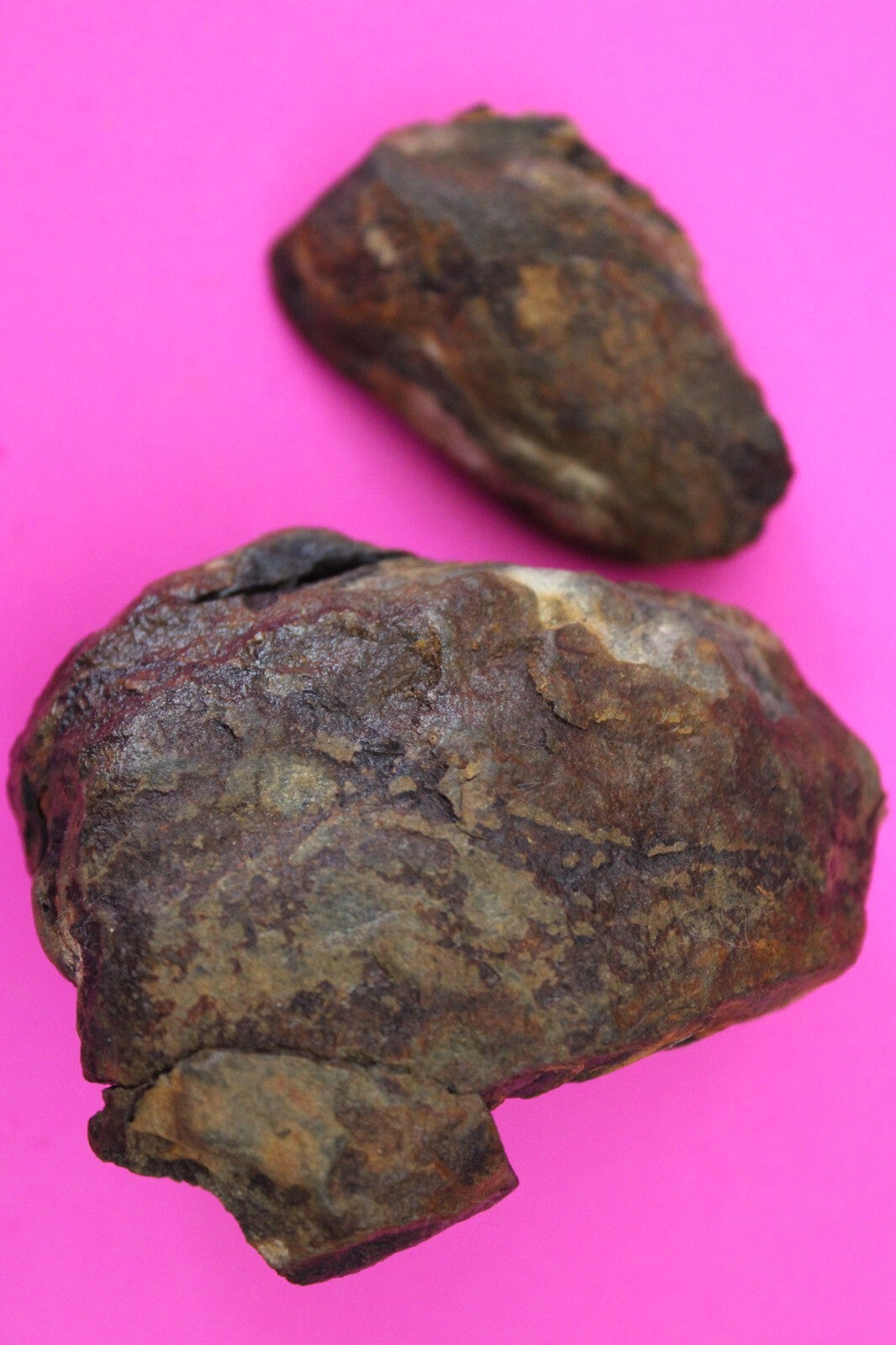 Authentic Trilobite Geode Real Fossil 450 Million Years Old Dinosaur Girl COA 13