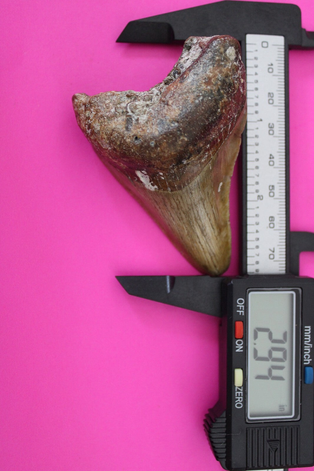 Authentic Megadolon Shark Tooth 2.94 Inch 73 Grams Fossil Dinosaur Girl COA M17