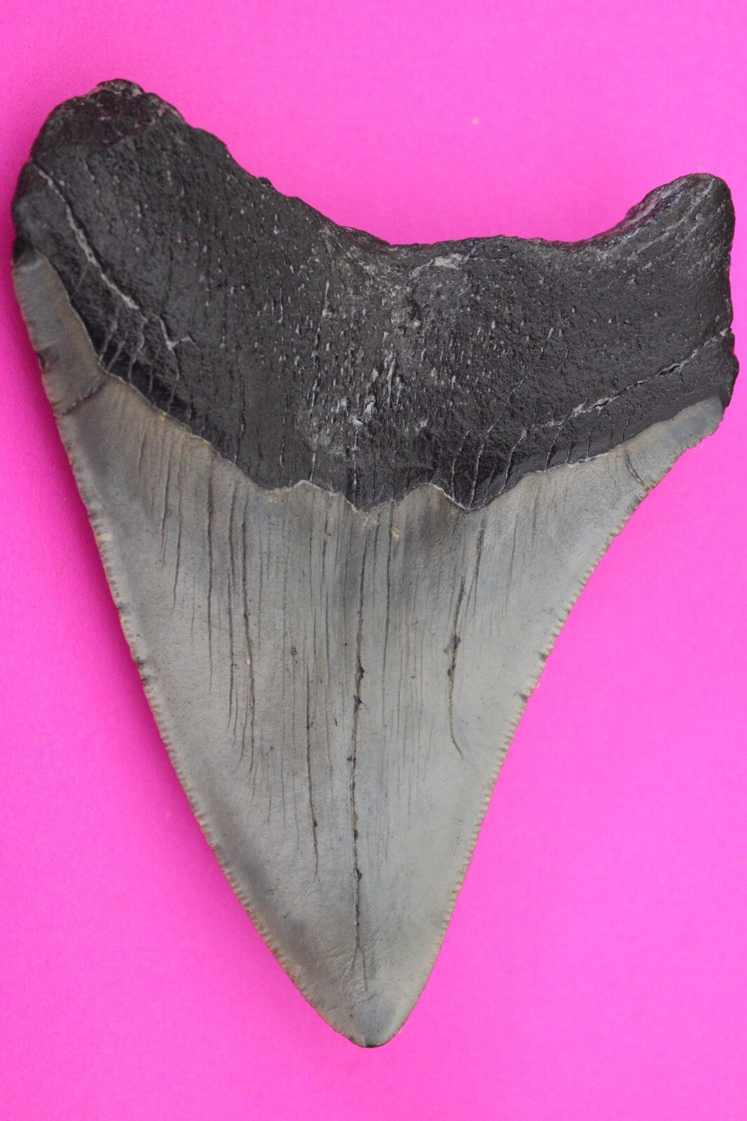 Authentic Megadolon Shark Tooth 4.03 Inch 108 Grams Fossil Dinosaur Girl COA M47