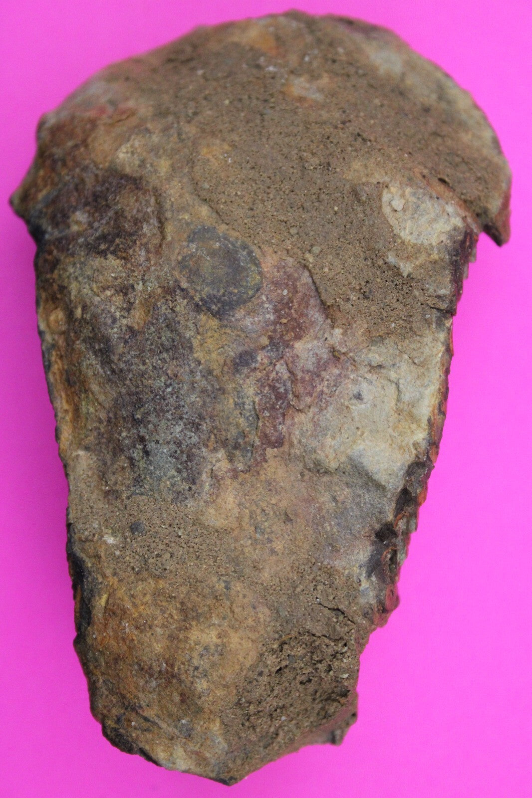 Authentic Trilobite Fossil 450 Million Years Old Genuine Dinosaur Girl COA 20