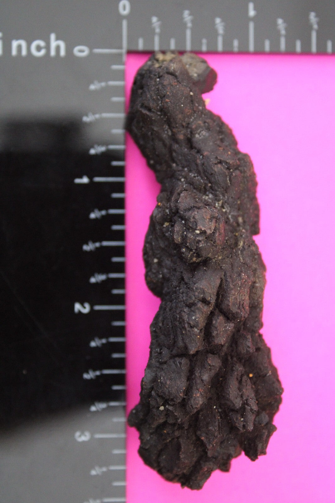 Giant Lizard Poop 5 Million Years Old Genuine Real Fossil Dinosaur Girl COA L17