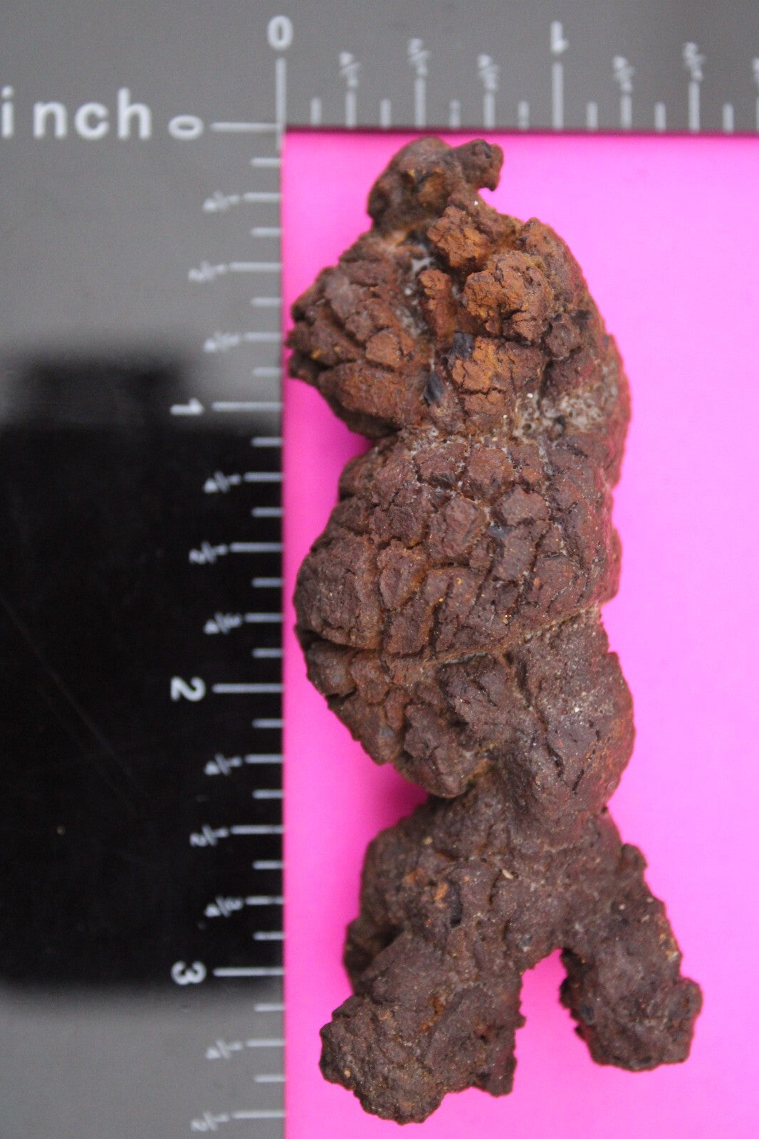 Giant Lizard Poop 5 Million Years Old Genuine Real Fossil Dinosaur Girl COA L22