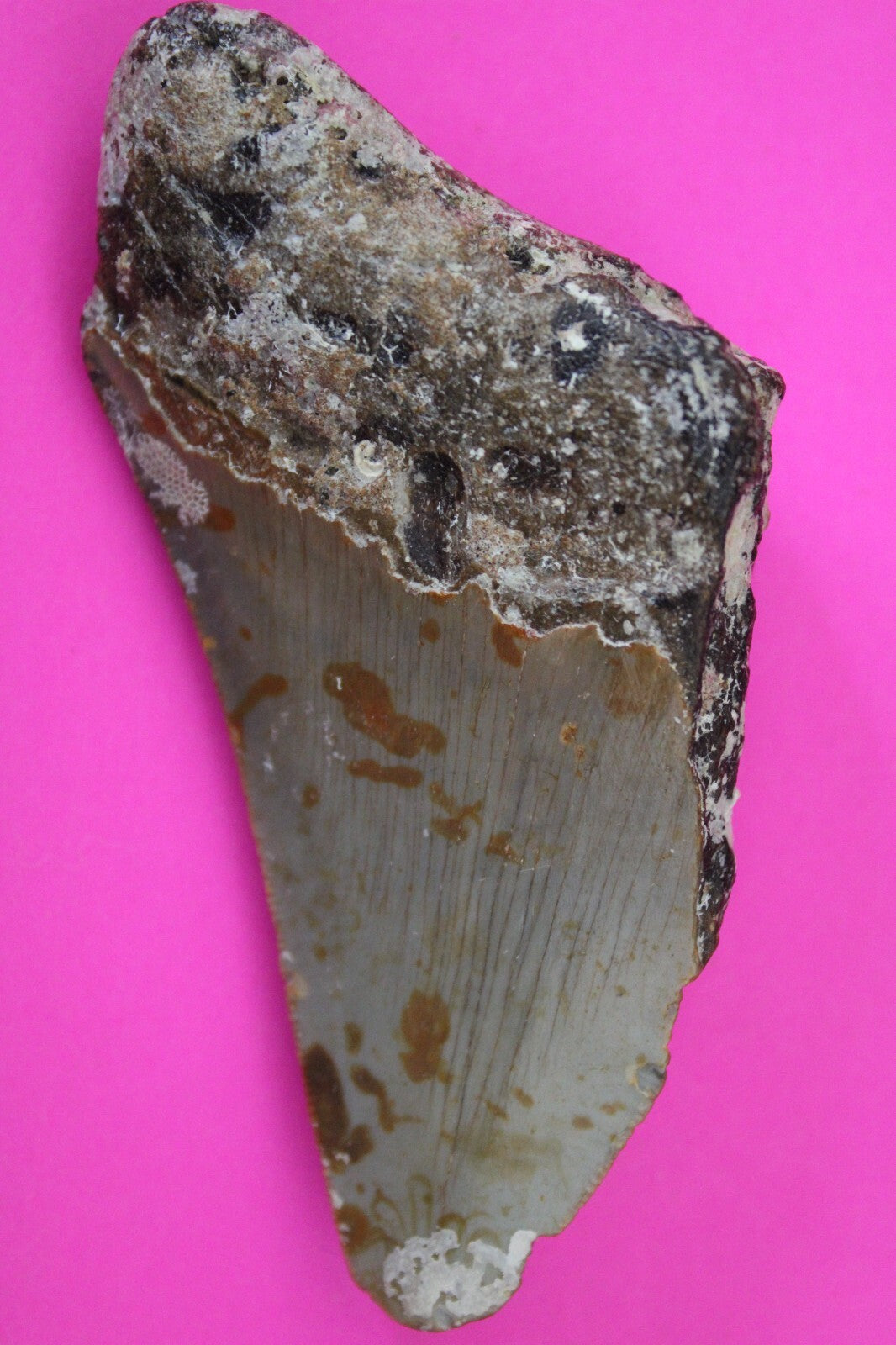 Authentic Megadolon Shark Tooth 3.35 Inch 67 Grams Fossil Dinosaur Girl COA M20